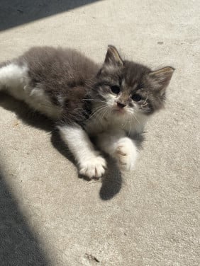 Kittens zoeken nieuw huisje!