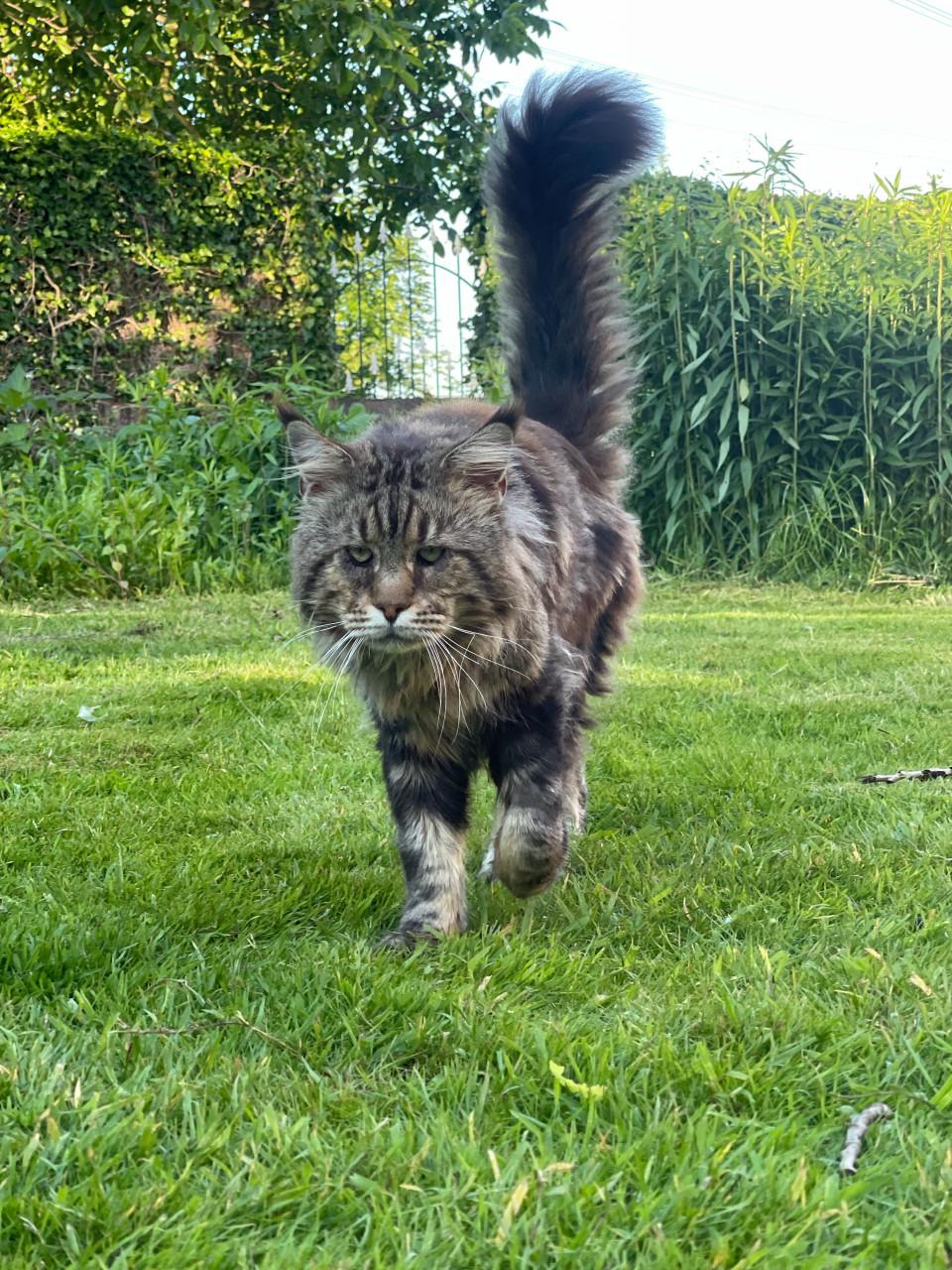 Prachtige Maine Coon kittens