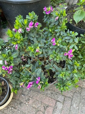 Polygala Myrtifolia