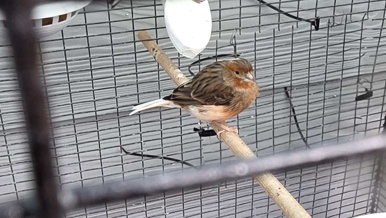 Vogels kanaries