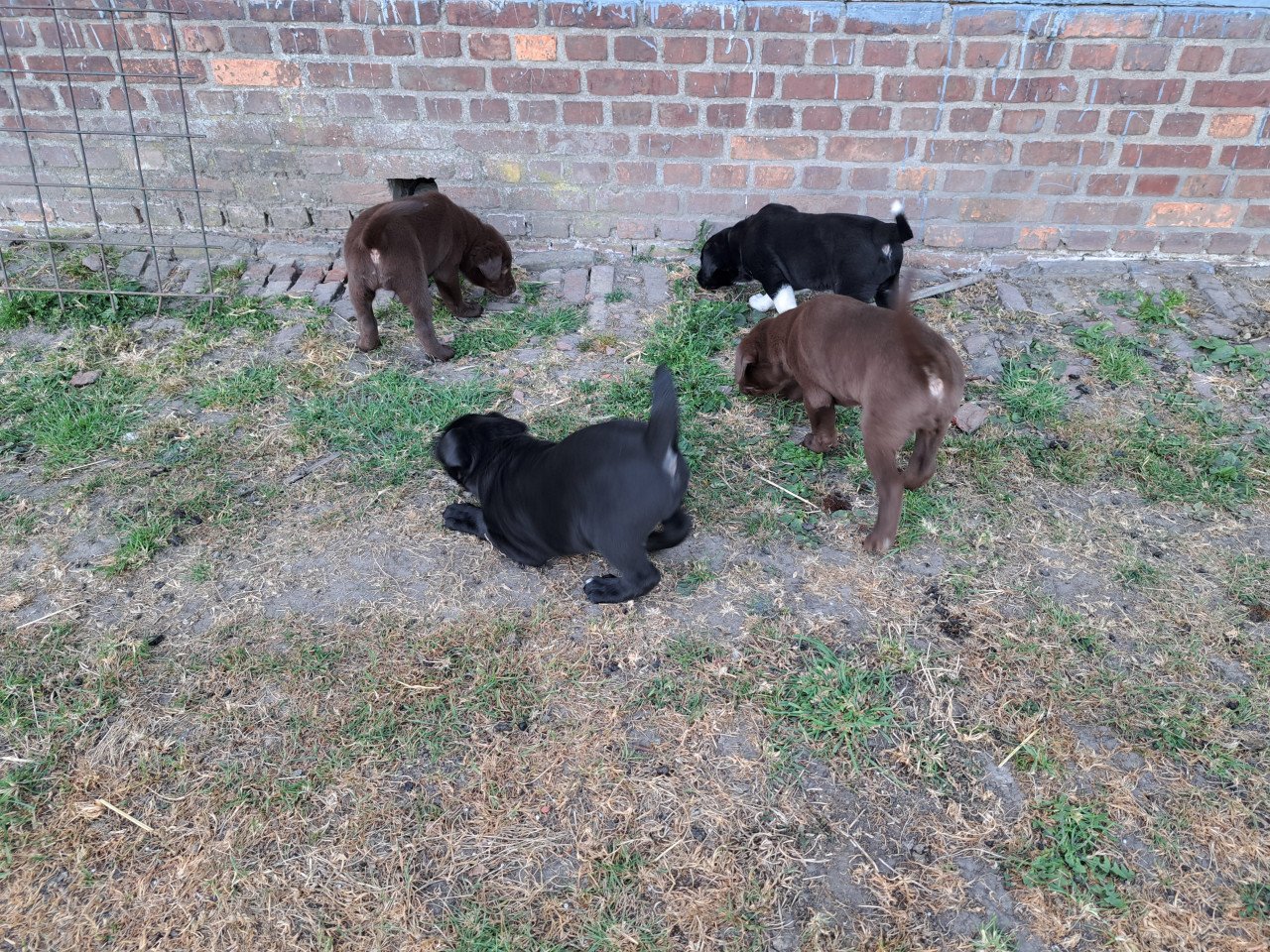 Prachtige puppies (labrador)