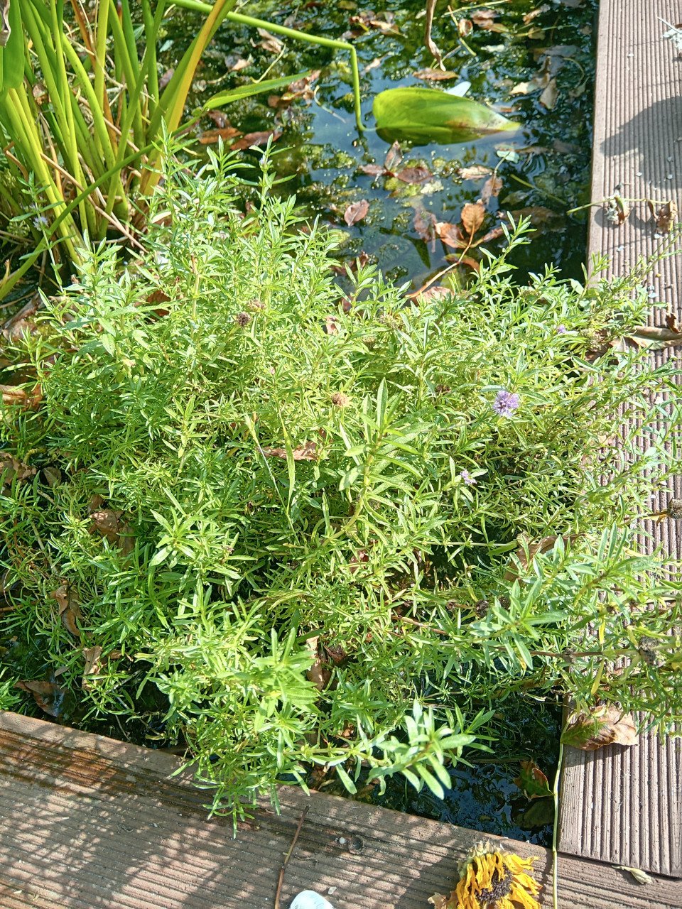 Vijverplanten (Hoornblad e.d.)