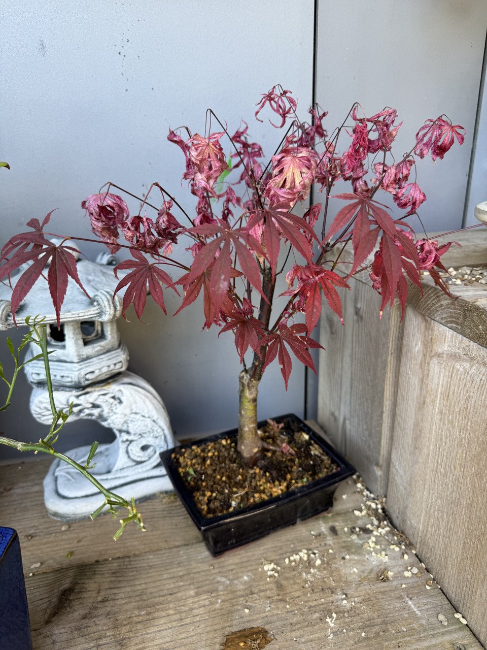 Bonsai boompjes 4x