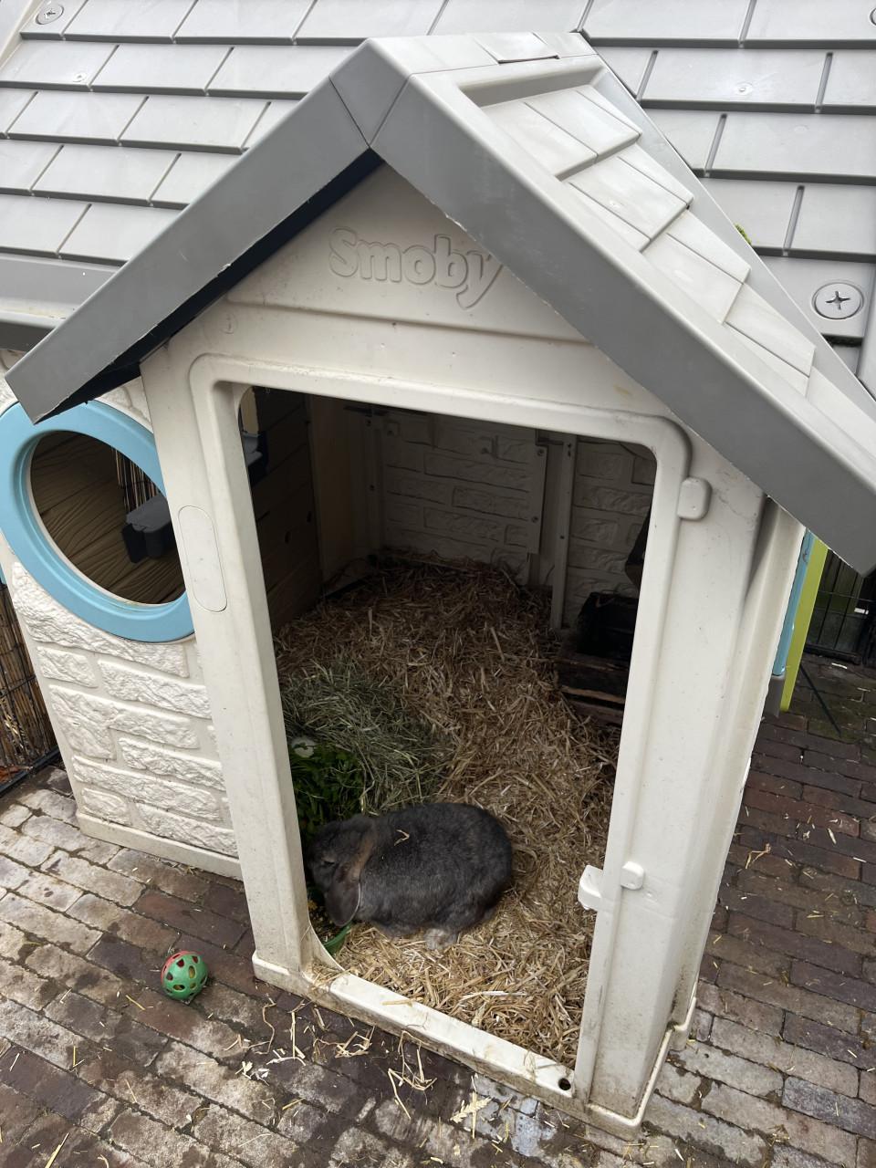 🐰 Op zoek naar een gouden plekje voor Pieter & Lilly 🐰