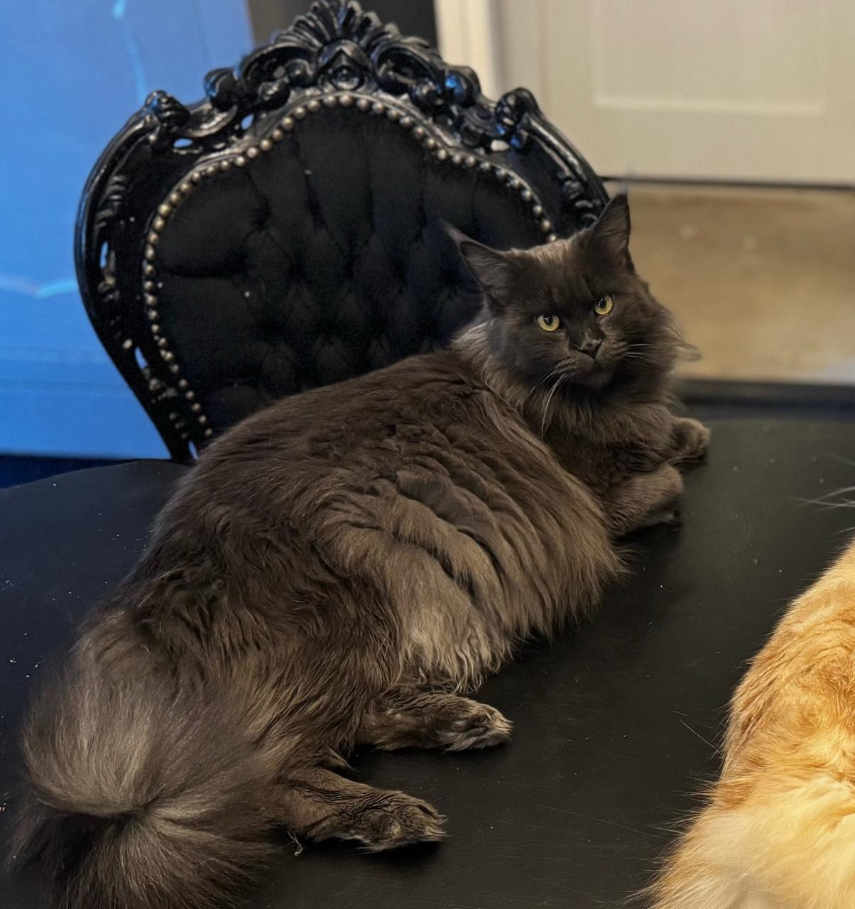 Maine coon kittens blue
