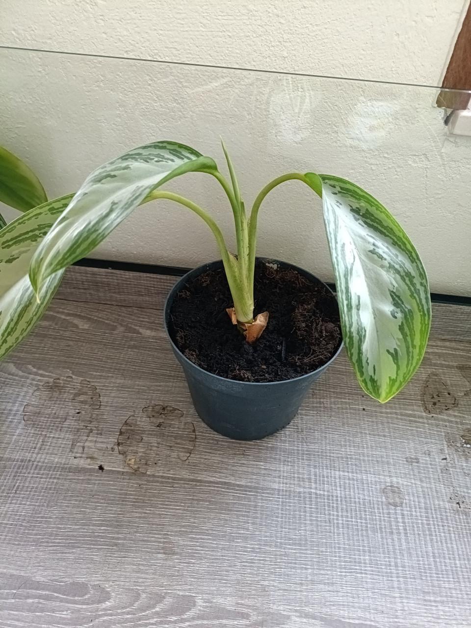 Kamerplant Aglaonema Silver bay 3x