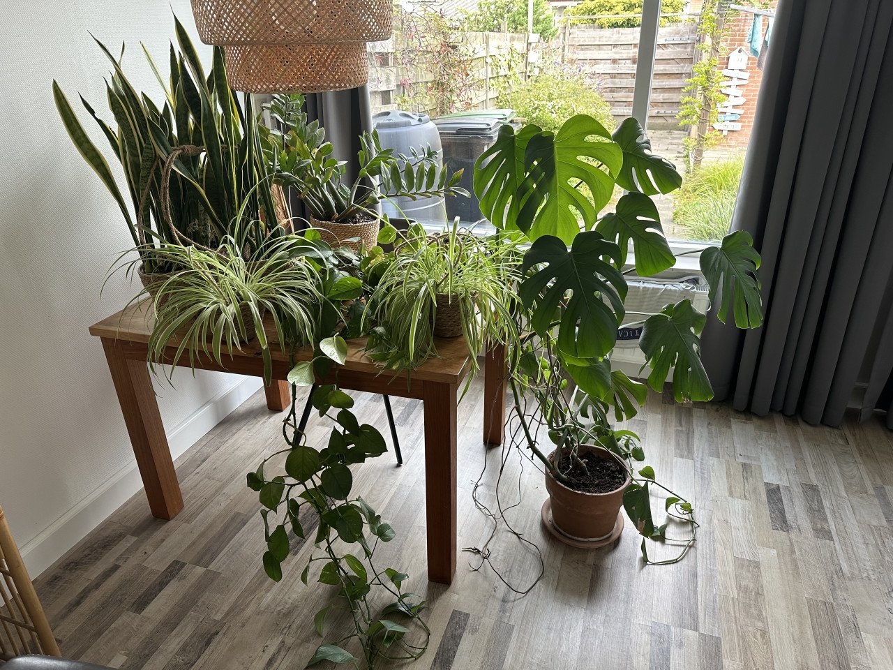 Kamerplanten incl pot