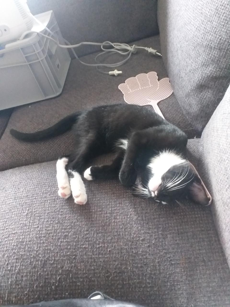 Super lieve kittens