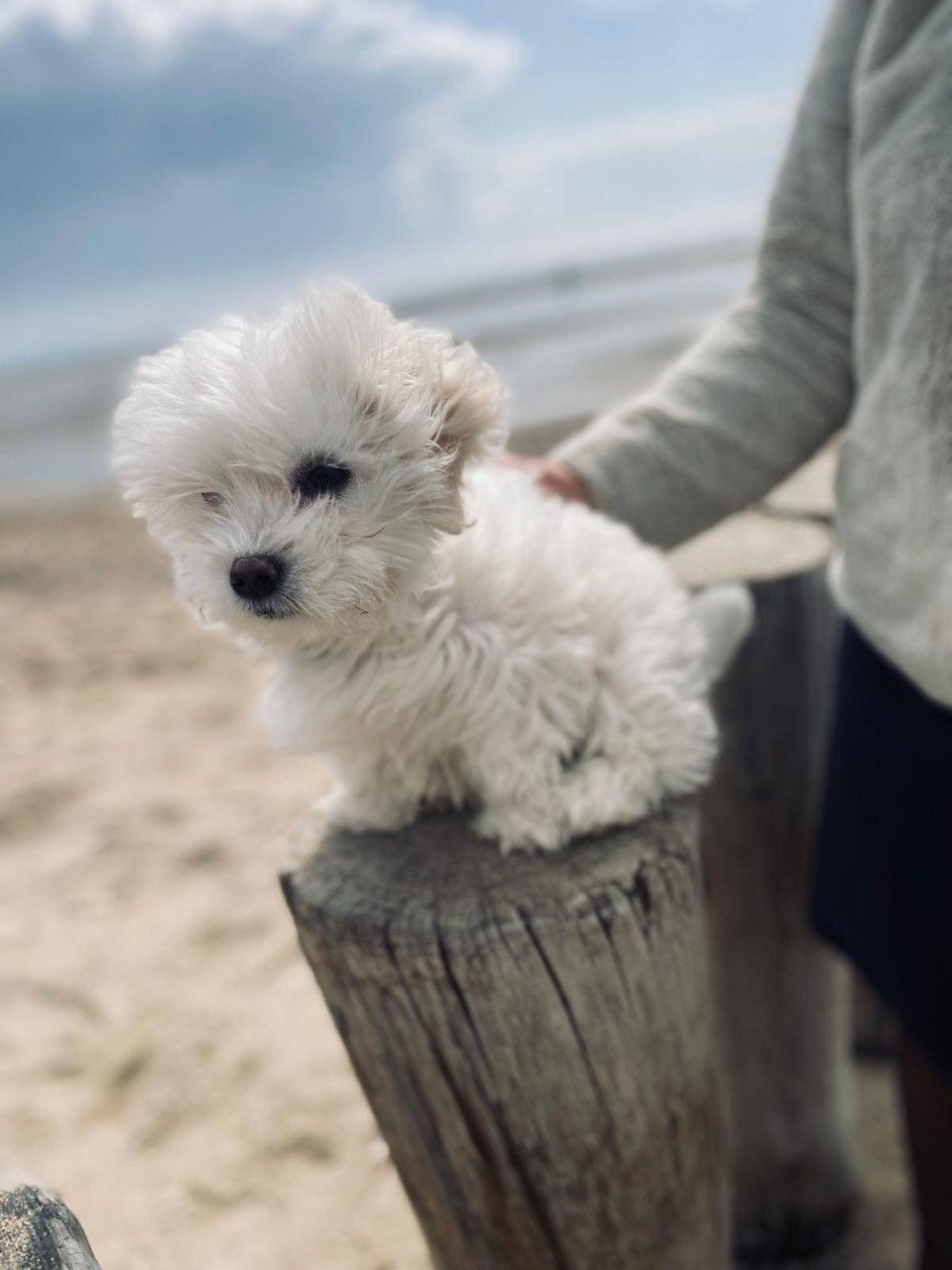 Maltezer pup
