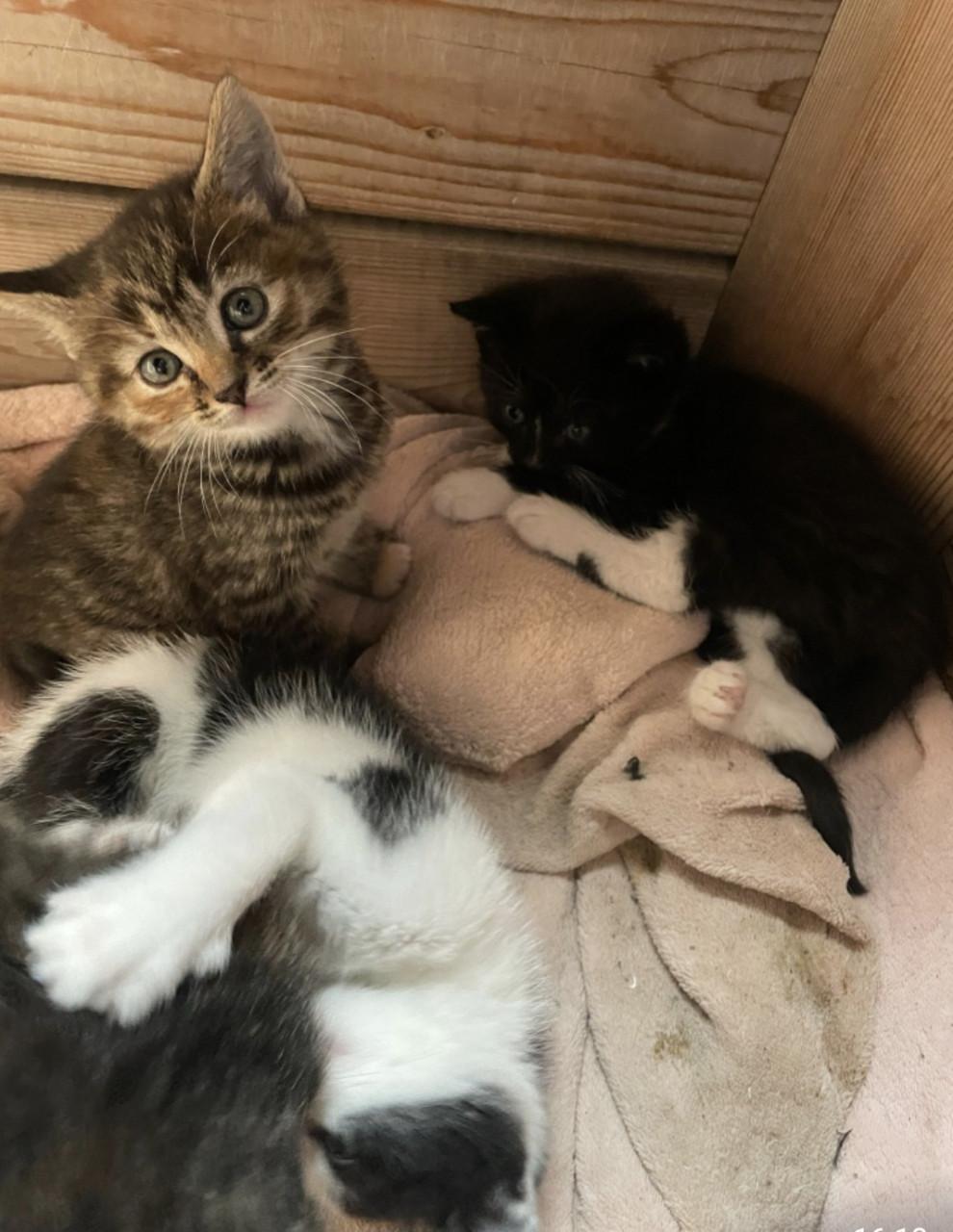 Gereserveerd. Kittens ( nog 1 zwart-witte beschikbaar)