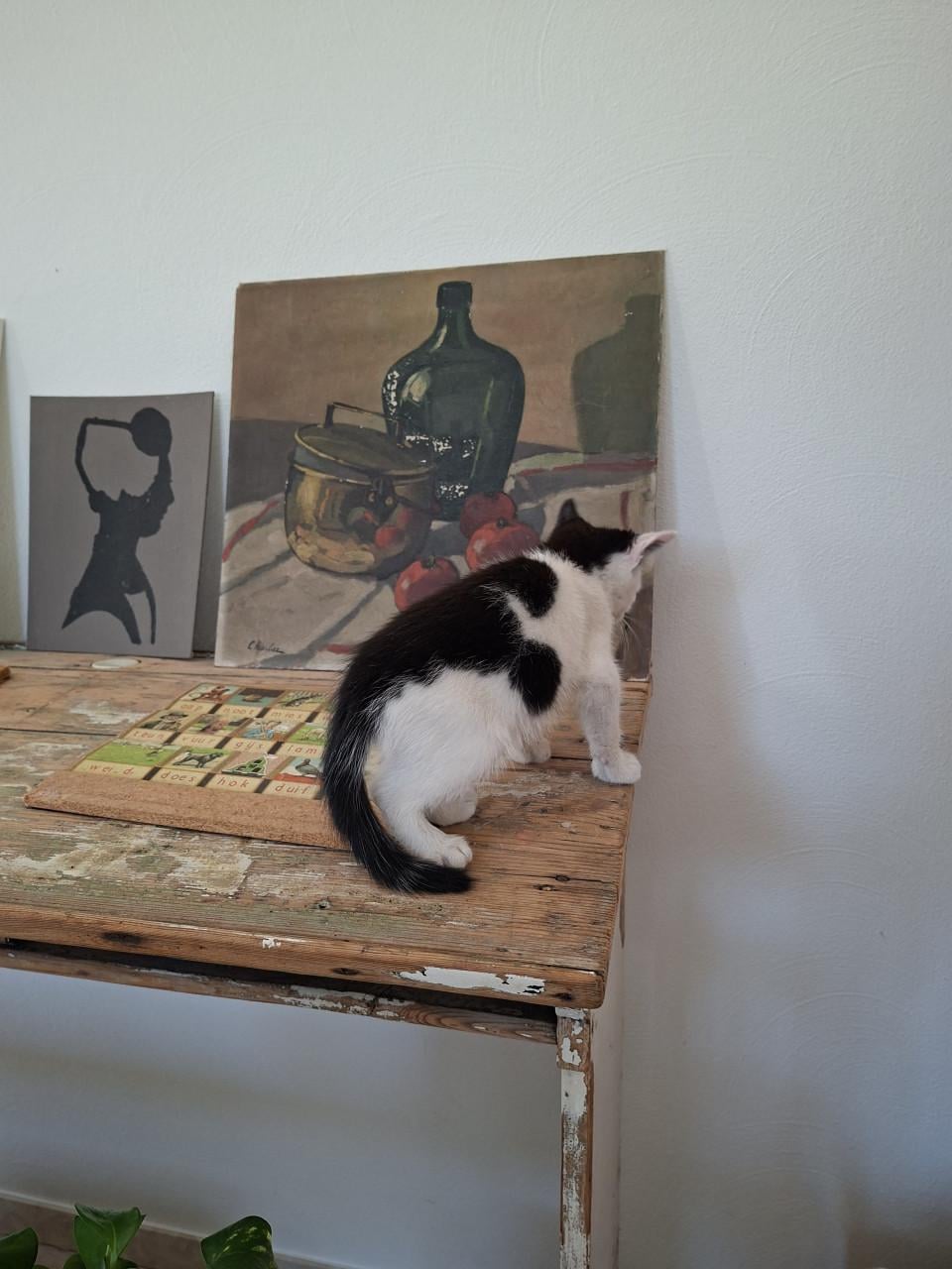 2 katertjes 3 maanden oud ontwormt