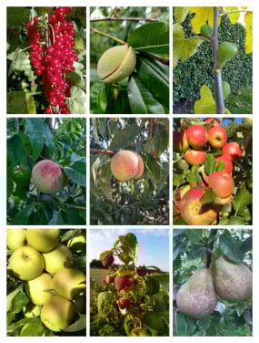 Fruitbomen en fruitstruiken te koop