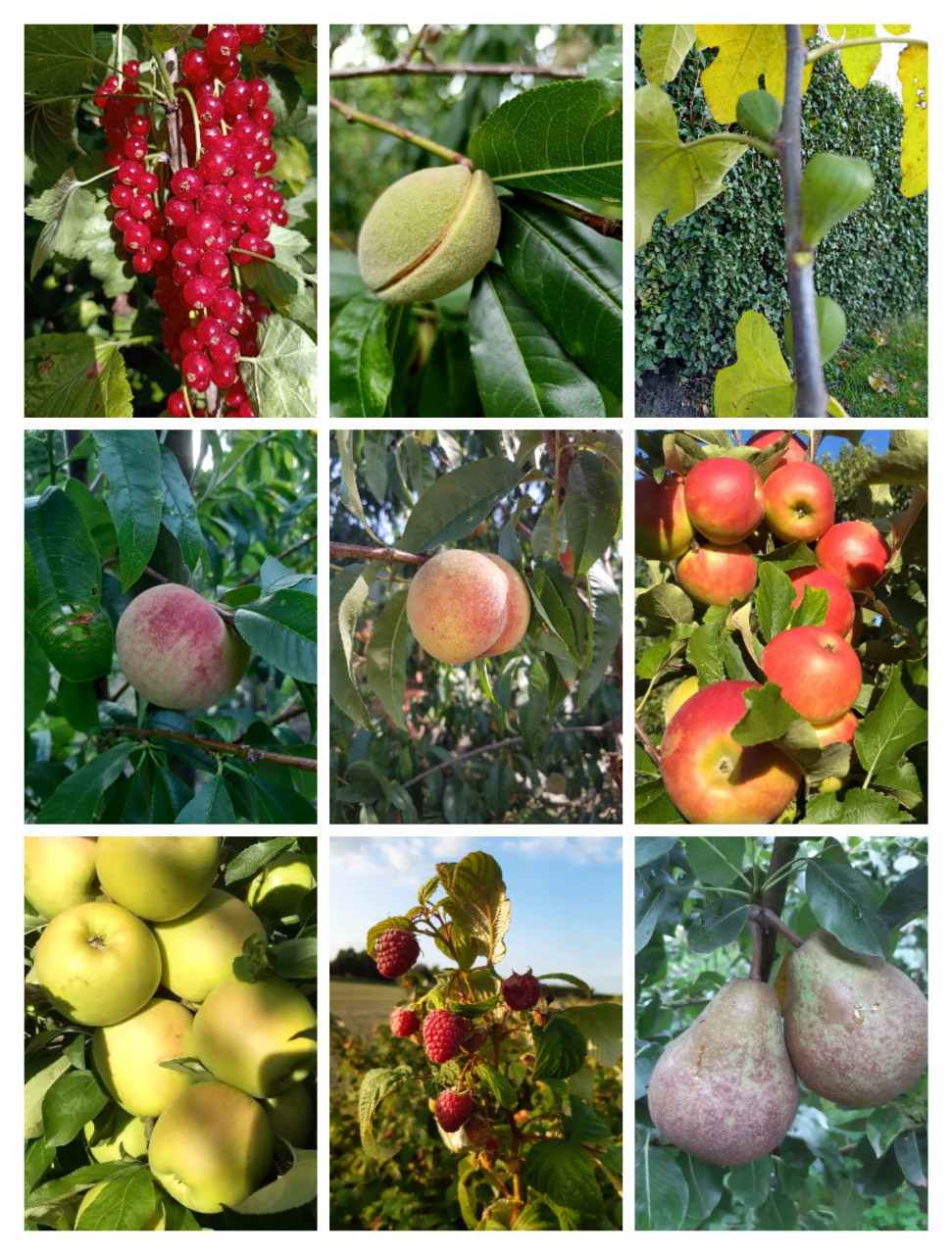 Fruitbomen en fruitstruiken te koop