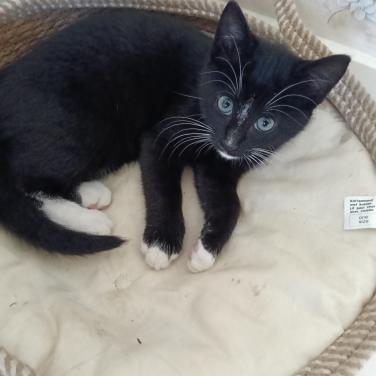 Deze 2 kittens zoeken een nieuw baasje.