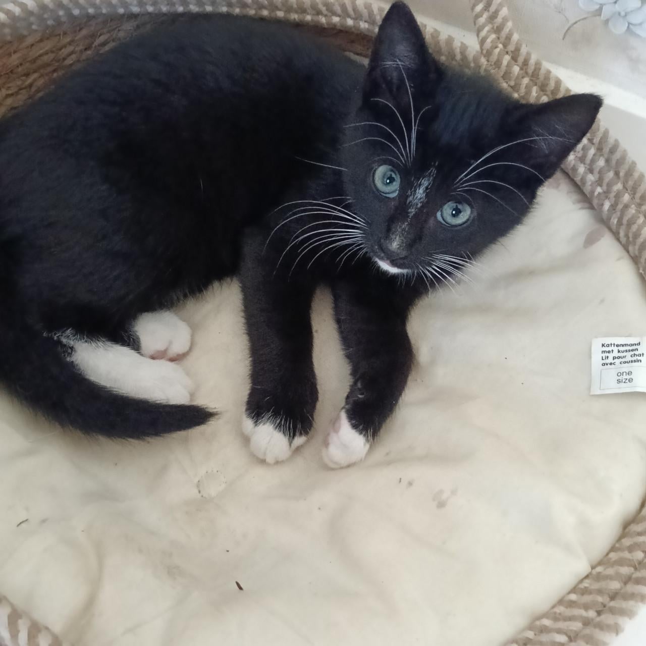 Deze 2 kittens zoeken een nieuw baasje.