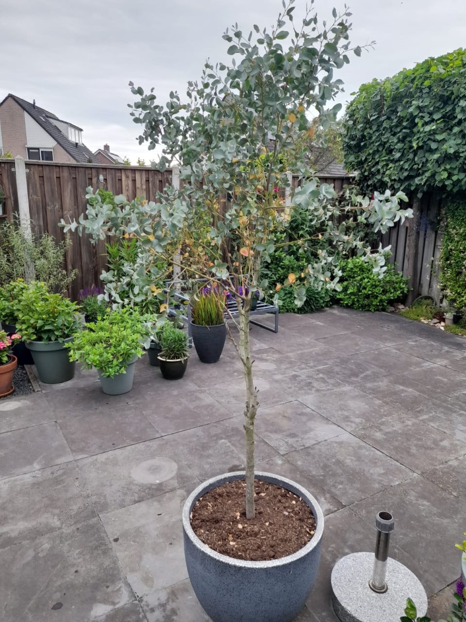 Eucalyptus boompje