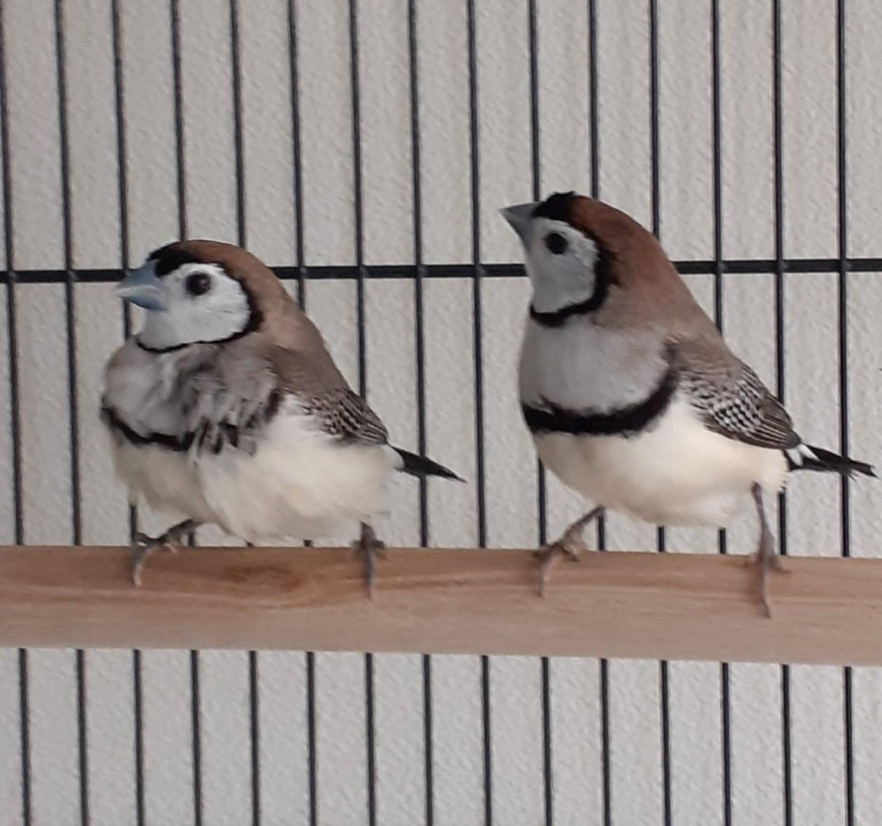 Grote kooi met 2 bichenows mannen
