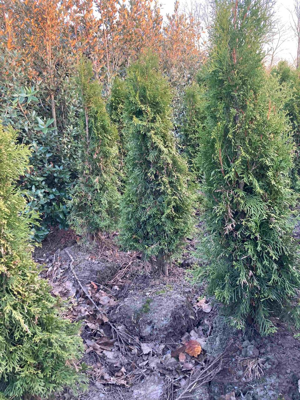 Thuja smaragd coniferen