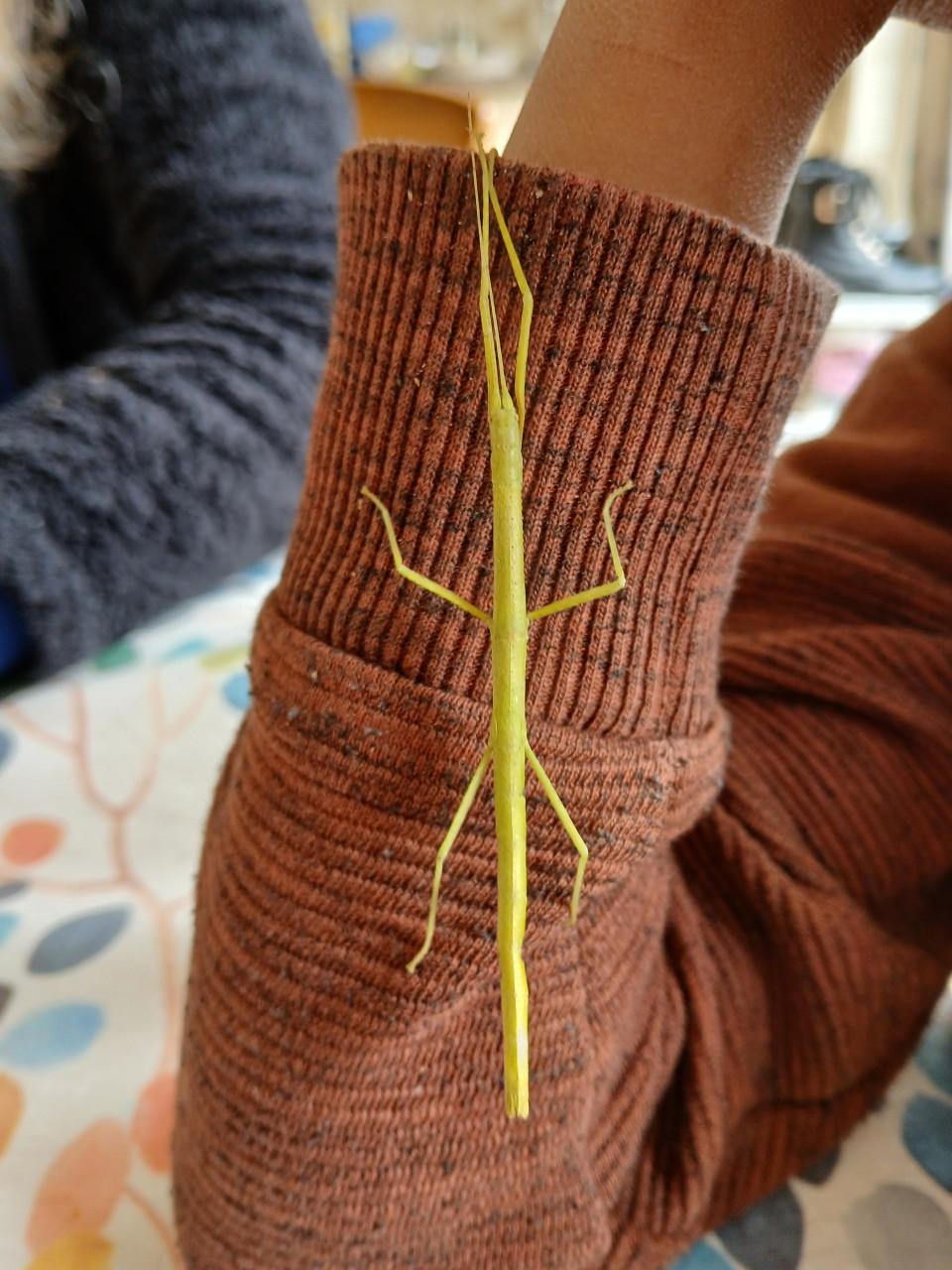 Wandelende takken