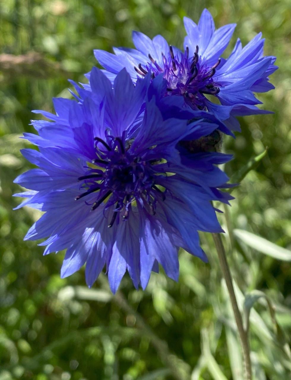 Zaden Korenbloem - Centaurea Cyanus BIO