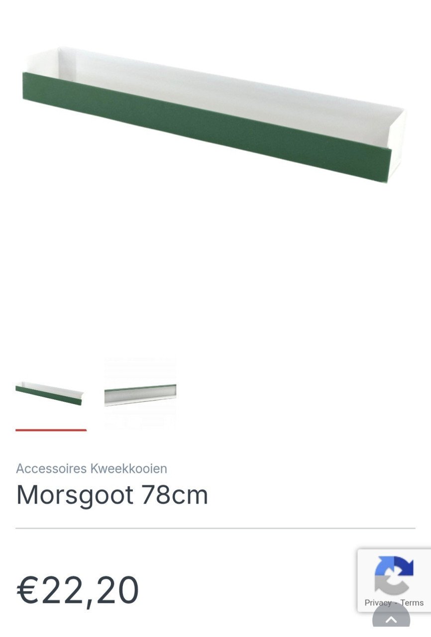 Kweekkooi