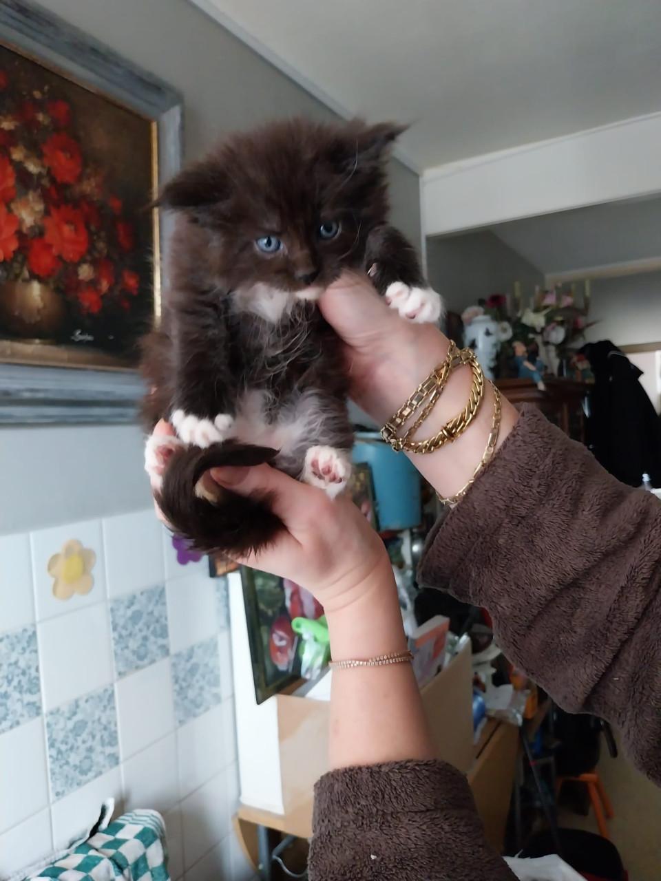 Prachtige Maincoon kittens