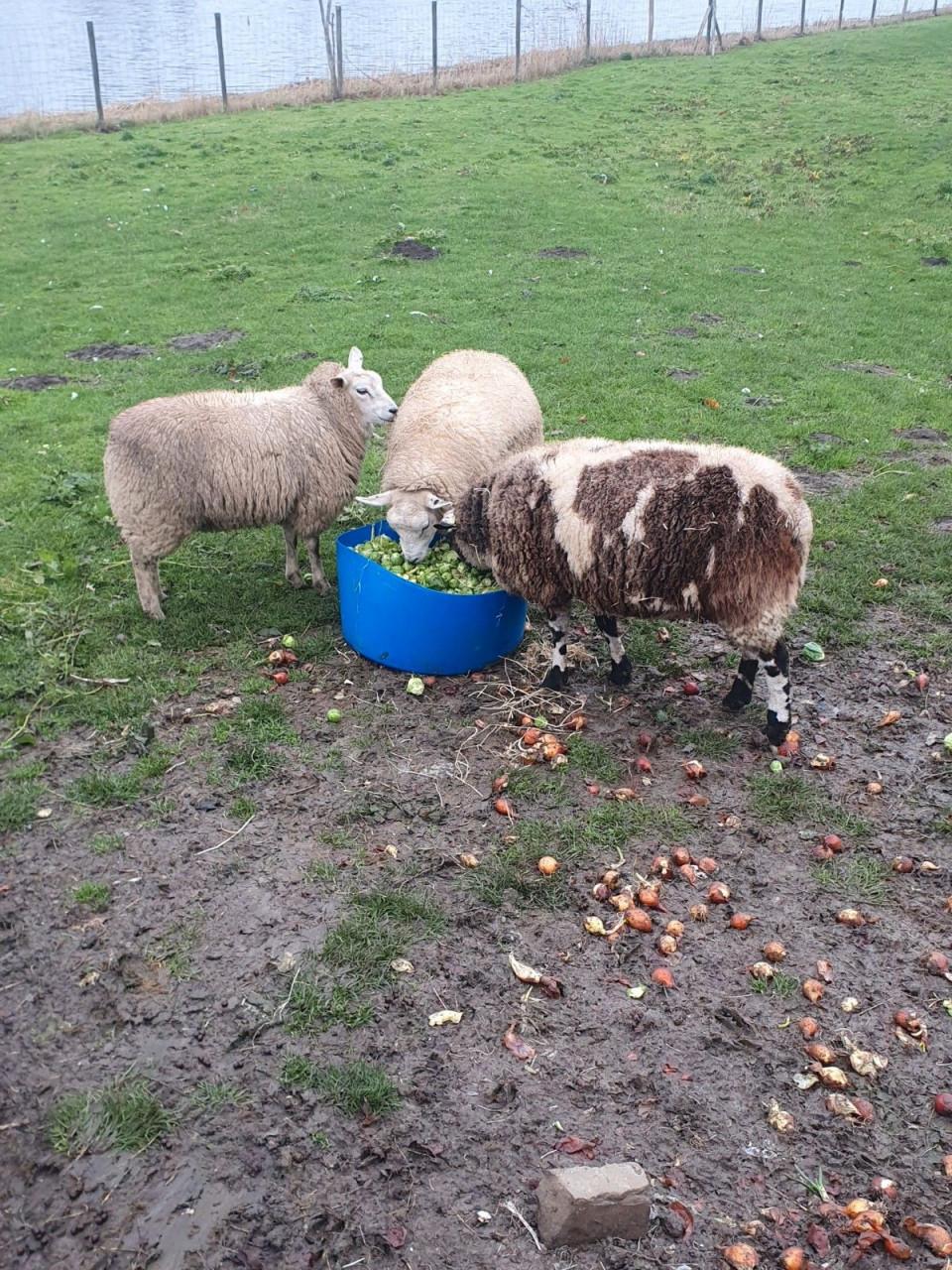 Schapen schaap drachtige schapen diverse rassen