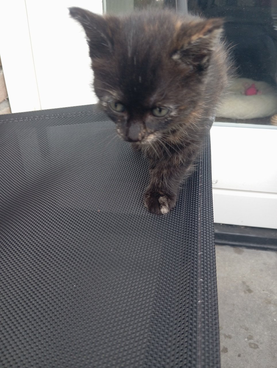 Kitten vrouwtje