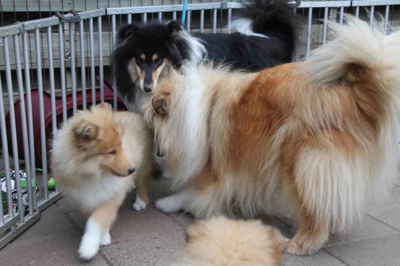 Schotse Collie pups