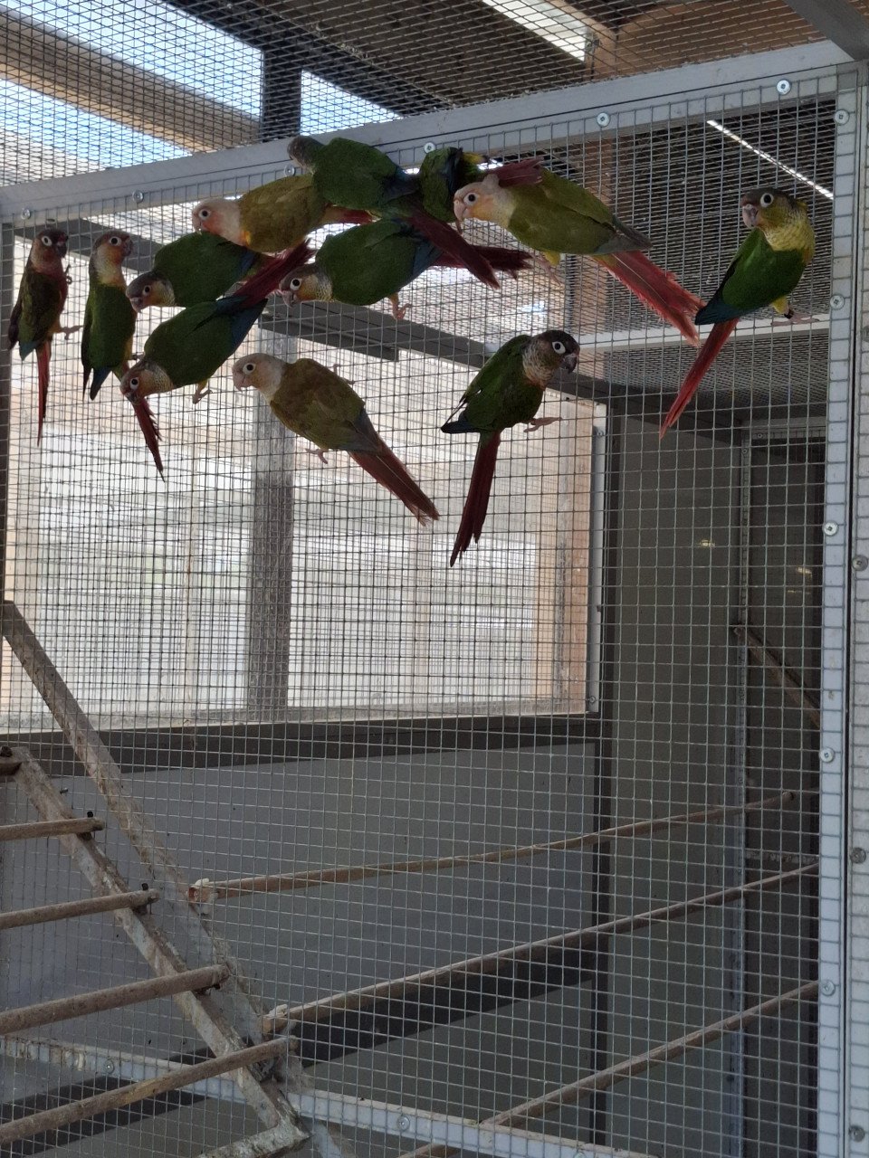 Pyrhurra's in verschillende kleuren