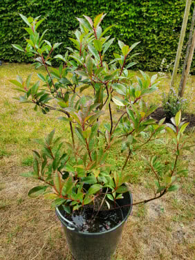 Diverse biologische vaste planten