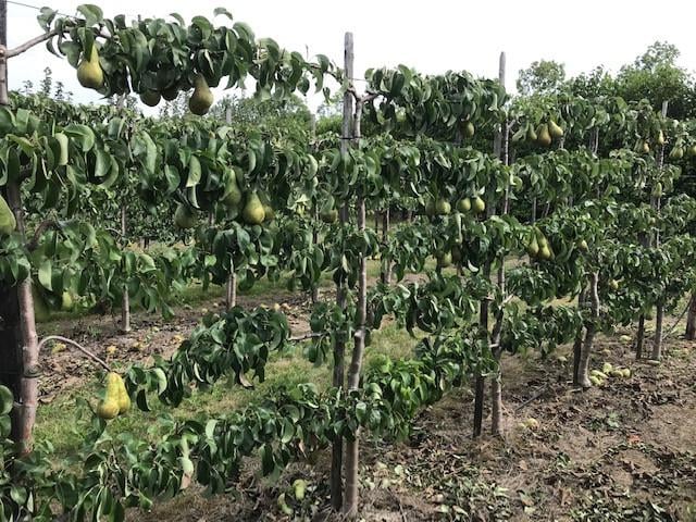 Fruitbomen in leivorm / Leibomen / Peer