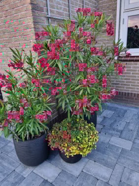 Oleander