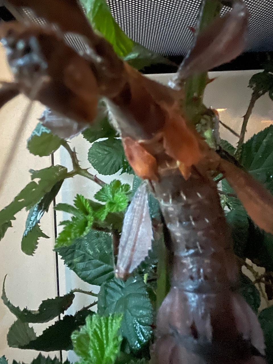 Australische flappentak