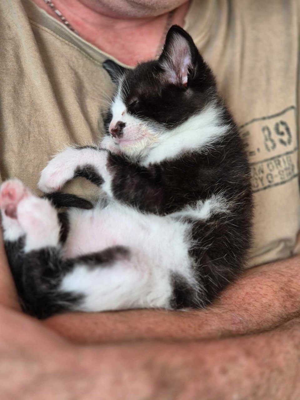 Super lieve sociale met de fles opgevoede kittens te koop