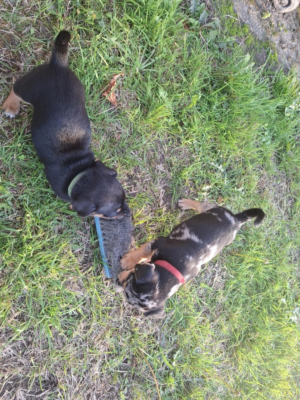 Jack russel pups