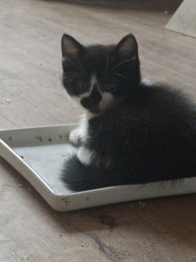 Kruising kittens