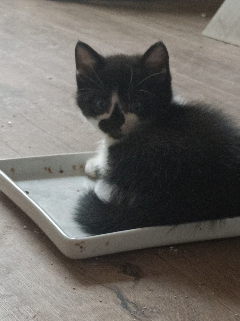 Kruising kittens