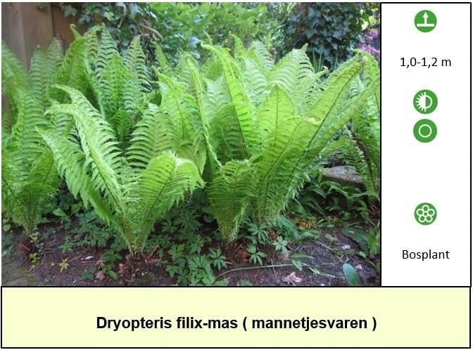 Leuke, gezonde en betaalbare vaste planten bij ons in het plantenkraampje !