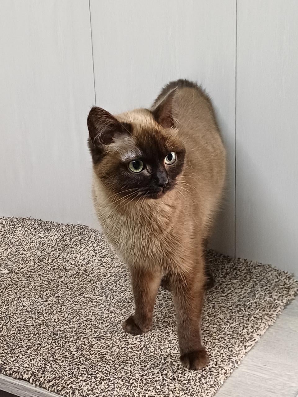 Super lieve aanhankelijke Brits Korthaar poes zoekt een nieuw huisje.