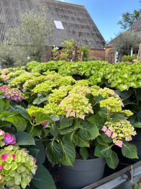 Hortensia’s nu voor €15