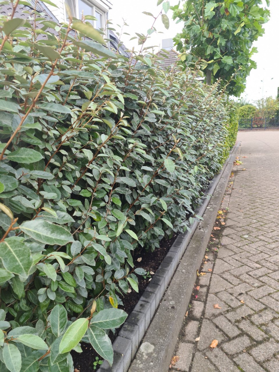 Olijfwilg haagplanten potgekweekt 100-120 cm