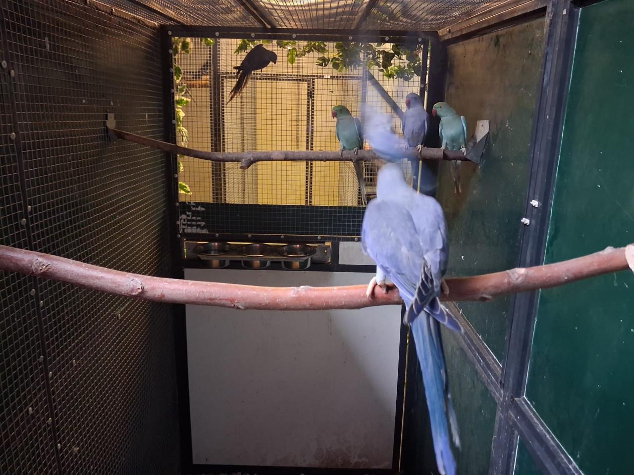 4-2 Halsbandparkieten violet, turquoise