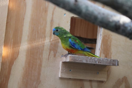 Turquoisine parkieten
