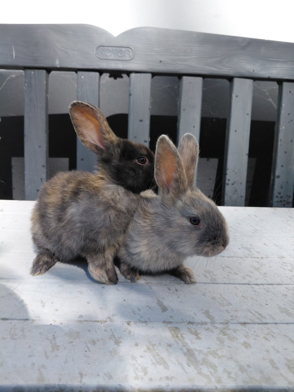 Jonge konijntjes,  Lotharinger middelgroot