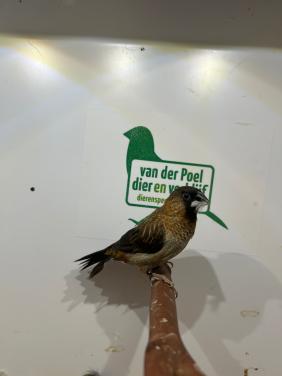 Spitsstaart bronzemannetjes