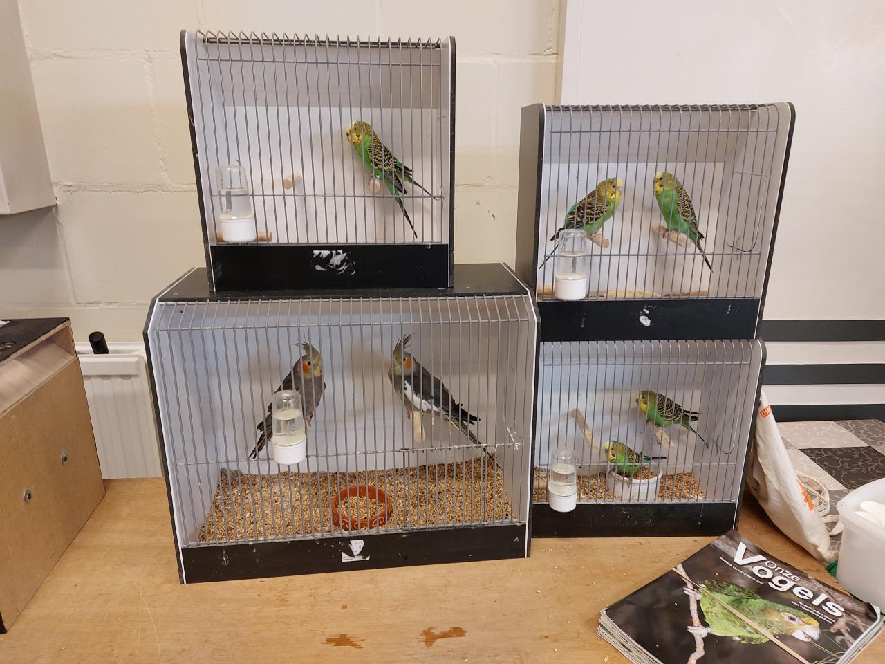 Vogelbeurs in 's-Heer Abtskerke zaal Versvliet 12 september.