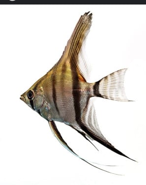 Maanvis