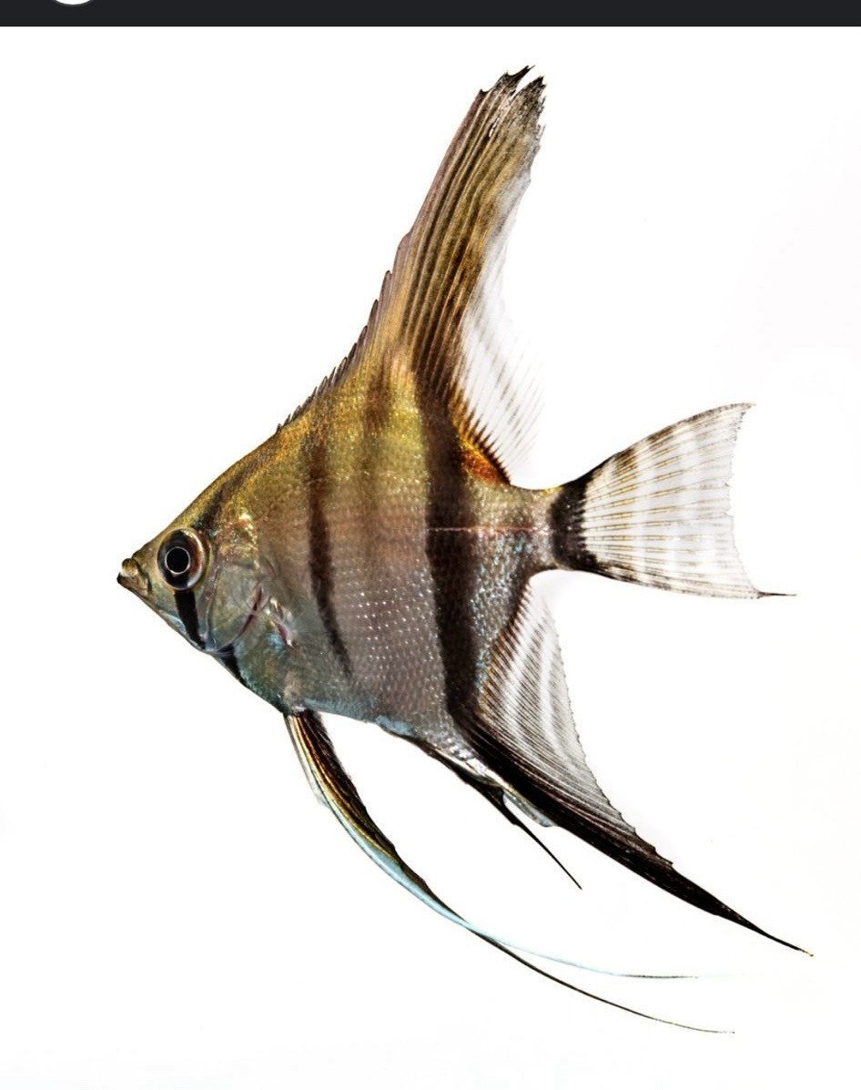 Maanvis