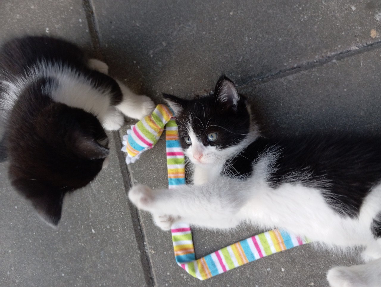 Kittens half langhaar zwart-wit